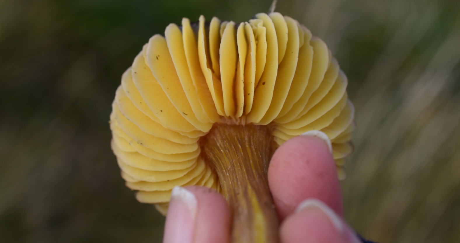 Rare fungus found in Nidderdale for first time
