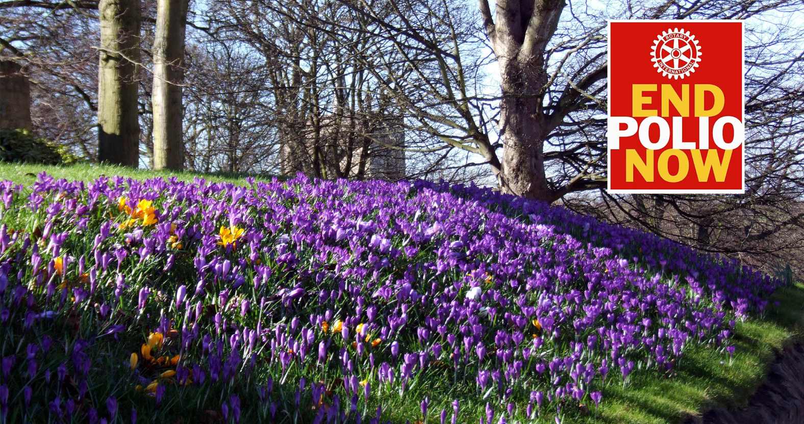 Knaresborough Castle to be turned purple to help end polio